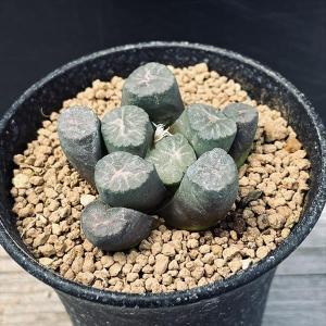 ☆特価☆多肉植物：ハオルチア 万象　舞姫*幅6ｃｍ 現品！一品限り