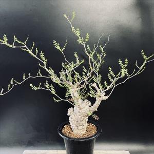 コーデックス：オペルクリカリア パキプス　発根済*葉幅58ｃｍ　現品！一品限り