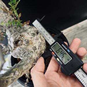 コーデックス:オペルクリカリア パキプス 発根...の詳細画像2