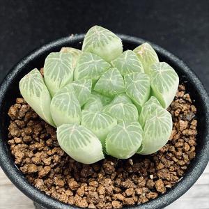 多肉植物：ハオルチア オブツーサhyb.*S 幅8cm : 遊恵盆栽