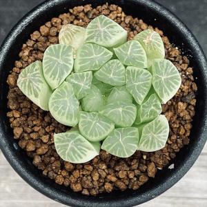 多肉植物:ハオルチア オブツーサ アルテミス*...の詳細画像1