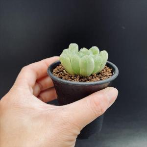 多肉植物:ハオルチア オブツーサ アルテミス*...の詳細画像2