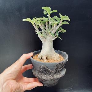 コーデックス:アデニウム アラビカム コンパク...の詳細画像2