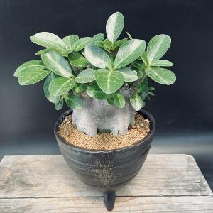 コーデックス：アデニウム　アラビカム　ブラック　信楽焼鉢*葉幅21ｃｍ　現品！一品限り