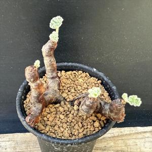 (お盆限定値引き中！)【(発根済◎芽吹き中｜ペラルゴニウム・ミラビレ｜塊根植物 ペラルゴニウム ミラビレ 現地株 大株 発根活着済み