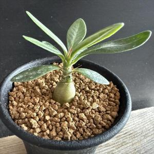 コーデックス：パキポディウム マカイエンセ ミニ*塊根幅1.2cm