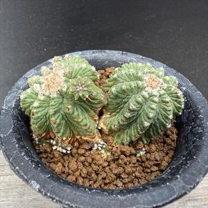 サボテン:アズテキウム 花籠(はなかご)ダブルヘ...の商品画像