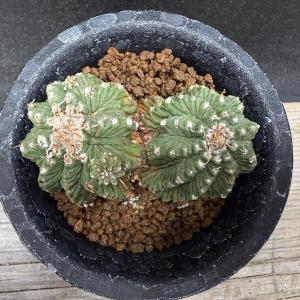 サボテン:アズテキウム 花籠(はなかご)ダブル...の詳細画像1