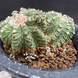 サボテン:アズテキウム 花籠(はなかご)ダブル...の詳細画像2
