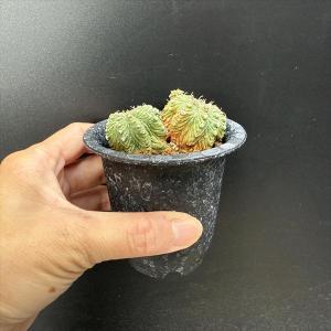 サボテン:アズテキウム 花籠(はなかご)ダブル...の詳細画像3