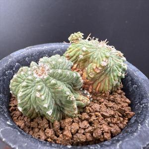 サボテン:アズテキウム 花籠(はなかご)ダブル...の詳細画像4
