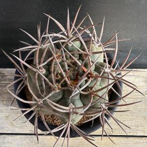 サボテン:ギムノカリキウム 魔天竜*幅9cm ...の詳細画像1