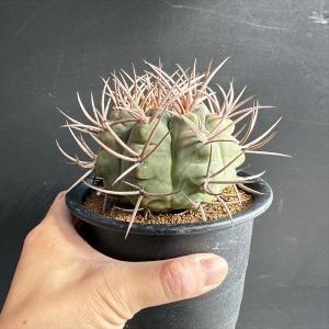 サボテン:ギムノカリキウム 魔天竜*幅9cm ...の詳細画像2