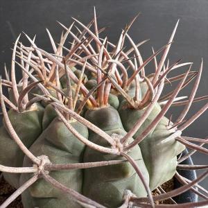 サボテン:ギムノカリキウム 魔天竜*幅9cm ...の詳細画像3