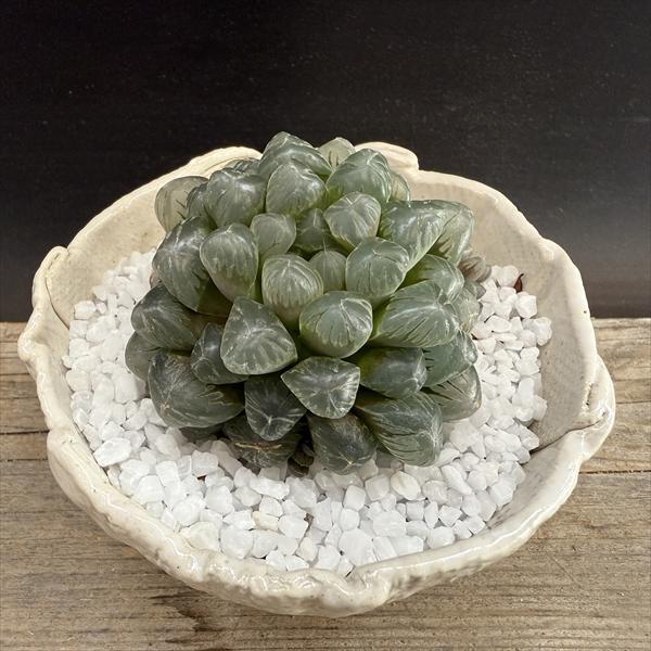 多肉植物: ハオルチア オブツーサ 白陶器鉢 *和 サボテン