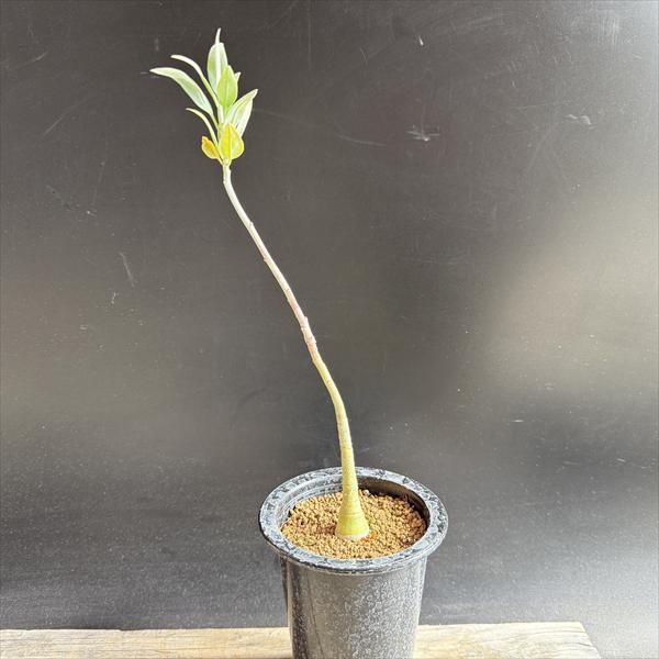コーデックス：アデニア　ペチュエリー　実生*塊根幅2.5ｃｍ　現品！一品限り　※発根済