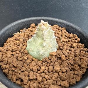 多肉植物：ガガイモ　フェルニア　フミリス*幅2.5ｃｍ