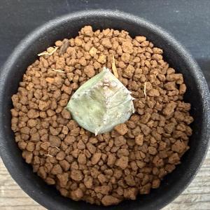 多肉植物:ガガイモ フェルニア フミリス*幅2...の詳細画像1