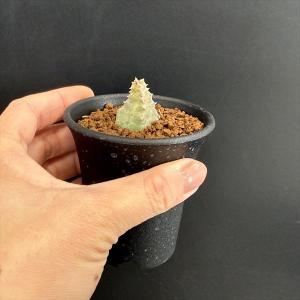 多肉植物:ガガイモ フェルニア フミリス*幅2...の詳細画像2