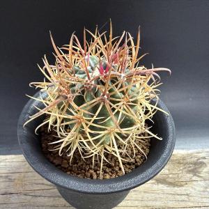 サボテン：フェロカクタス 鯱頭*全幅15cm 現品！一品限り : 遊恵盆栽