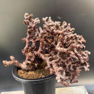 多肉植物：アガベ ピンキー*幅17cm 現品！一品限り : 遊恵盆栽 Yahoo