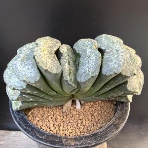 ☆特価☆多肉植物：ハオルチア 玉扇　大とら*幅13ｃｍ 現品！一品限り