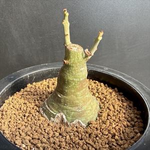 コーデックス：アデニア　グラウカ　実生*塊根幅4.5ｃｍ　現品！一品限り
