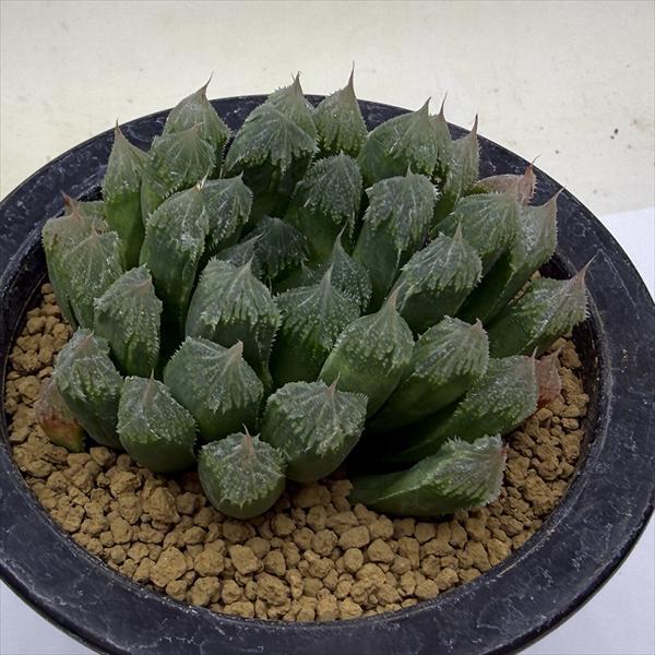 多肉植物：ハオルチア 岸氏 ハチノス*幅8ｃｍ　現品！一品限り