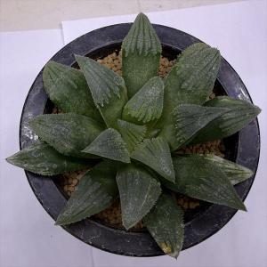 多肉植物:ハオルチア 毛蟹×マジョール 暗黒王...の詳細画像1