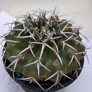 サボテン：ディスコカクタス ギガンティア*幅10ｃｍ　現品！一品限り　※傷あり