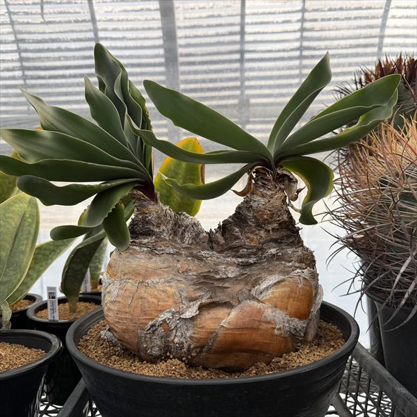 ☆特価☆コーデックス：ブーファン　ハエマンソイデス　ダブルヘッド　発根済*塊幅23cm　現品！一品限...