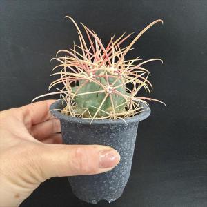 サボテン:フェロカクタス 鯱頭*幅4.5cm ...の詳細画像2