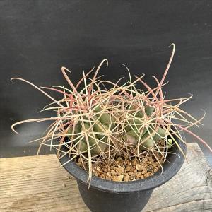 サボテン：フェロカクタス 鯱頭　ダブルヘッド*幅6ｃｍ　☆赤松実生　現品！一品限り
