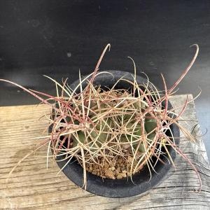 サボテン:フェロカクタス 鯱頭 ダブルヘッド*...の詳細画像1