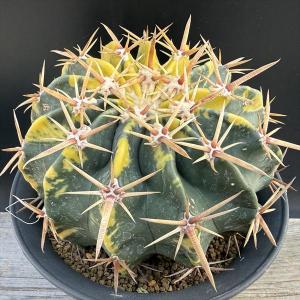 サボテン：ホマロケファラ　綾波錦*幅14ｃｍ　現品！一品限り