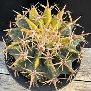 サボテン:ホマロケファラ 綾波錦*幅14cm ...の詳細画像1
