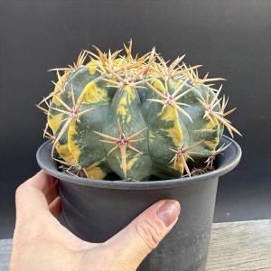 サボテン:ホマロケファラ 綾波錦*幅14cm ...の詳細画像2