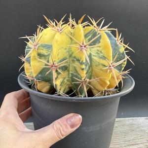 サボテン:ホマロケファラ 綾波錦*幅14cm ...の詳細画像3