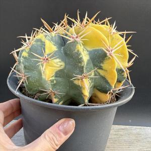 サボテン:ホマロケファラ 綾波錦*幅14cm ...の詳細画像4