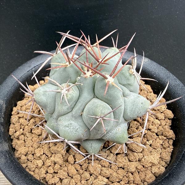 サボテン：テロカクタス 鶴巣丸 実生*幅5ｃｍ