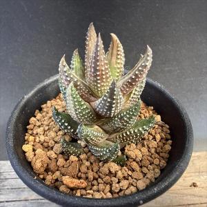 多肉植物:ハオルチア 九輪塔錦*幅3.5cmの商品画像
