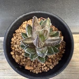多肉植物:ハオルチア 九輪塔錦*幅3.5cmの詳細画像1
