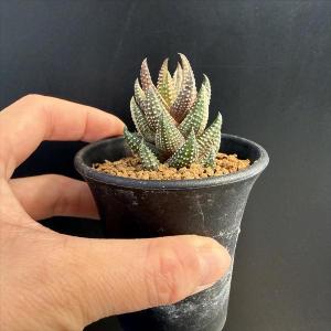 多肉植物:ハオルチア 九輪塔錦*幅3.5cmの詳細画像2