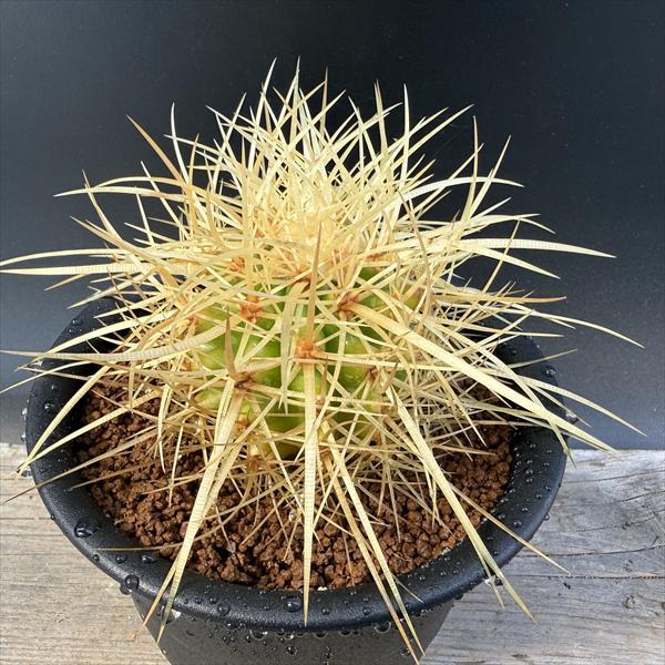 サボテン：エキノカクタス　サカテカス金鯱*L　幅16cm　☆赤松実生