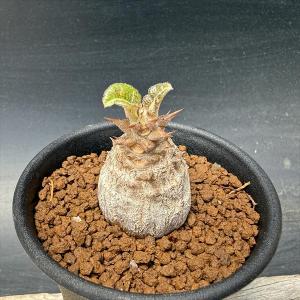 コーデックス：パキポディウム ウィンゾリー 国内実生*幅3ｃｍ
