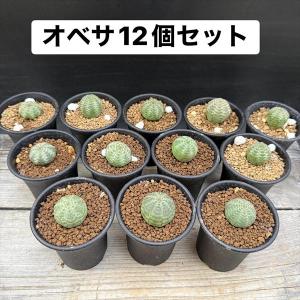 ☆特価☆多肉植物：ユーフォルビア オベサ 12個セット*幅2.5ｃｍ　☆赤松実生
