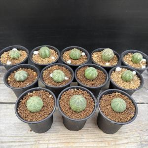 ☆特価☆多肉植物:ユーフォルビア オベサ 12...の詳細画像1