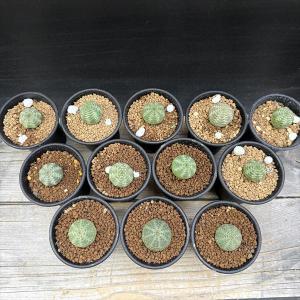 ☆特価☆多肉植物:ユーフォルビア オベサ 12...の詳細画像2