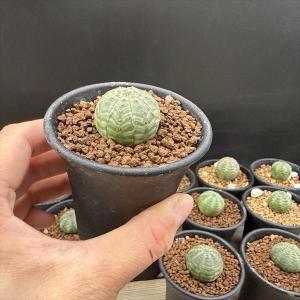 ☆特価☆多肉植物:ユーフォルビア オベサ 12...の詳細画像3