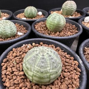 ☆特価☆多肉植物:ユーフォルビア オベサ 12...の詳細画像4